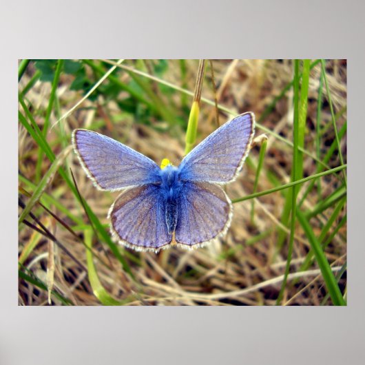 Common Blue Butterfly Poster (Voorkant)