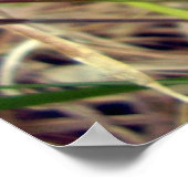 Common Blue Butterfly Poster (Hoek)