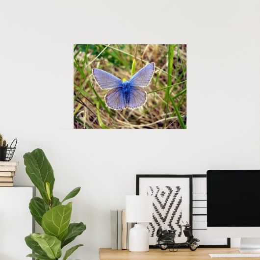 Common Blue Butterfly Poster (Thuiskantoor)