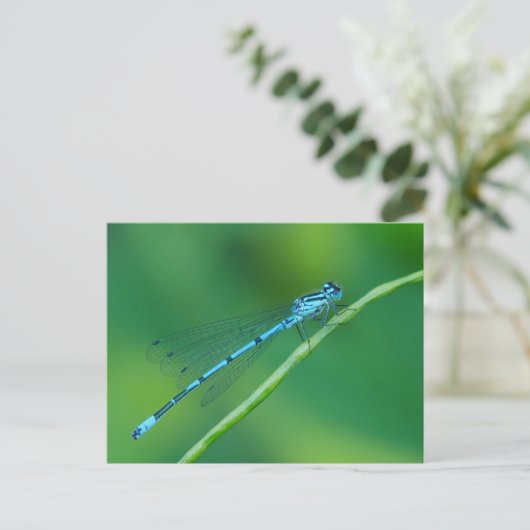 Common Blue Damselfly Briefkaart (Staand voorkant)