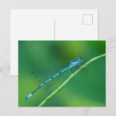 Common Blue Damselfly Briefkaart (Voorkant / Achterkant)