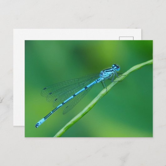 Common Blue Damselfly Briefkaart (Voorkant / Achterkant)