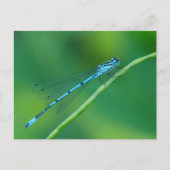 Common Blue Damselfly Briefkaart (Voorkant)