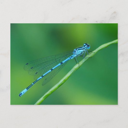 Common Blue Damselfly Briefkaart (Voorkant)