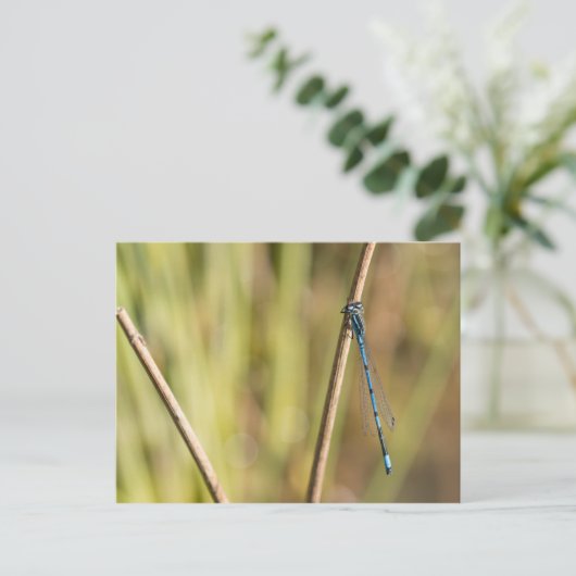 Common Blue Damselfly Briefkaart (Staand voorkant)