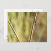 Common Blue Damselfly Briefkaart (Voorkant / Achterkant)