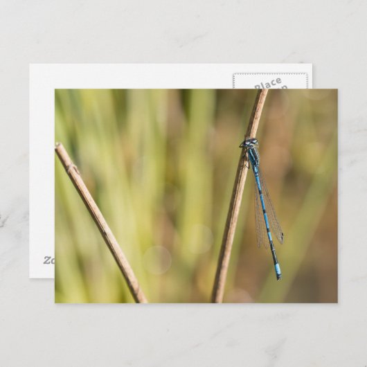Common Blue Damselfly Briefkaart