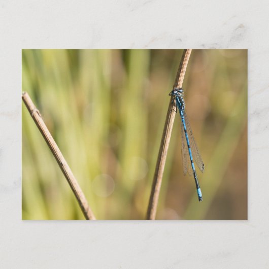 Common Blue Damselfly Briefkaart (Voorkant)