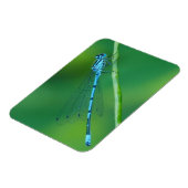 Common Blue Damselfly Magnet Magneet (Linkerzijde)