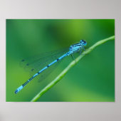 Common Blue Damselfly Poster (Voorkant)