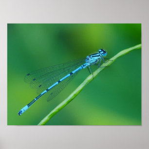 Common Blue Damselfly Poster