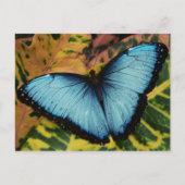 Common Blue Morpho Butterfly Briefkaart (Voorkant)
