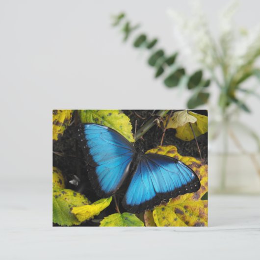 Common Blue Morpho Butterfly Briefkaart (Staand voorkant)