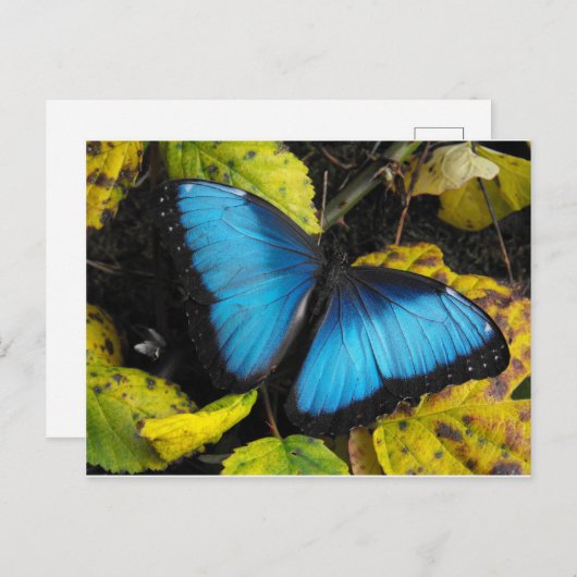 Common Blue Morpho Butterfly Briefkaart (Voorkant / Achterkant)
