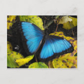 Common Blue Morpho Butterfly Briefkaart (Voorkant)