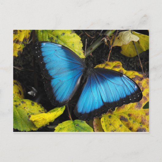 Common Blue Morpho Butterfly Briefkaart (Voorkant)