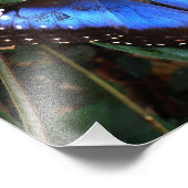 Common Blue Morpho Butterfly Foto Afdruk (Hoek)