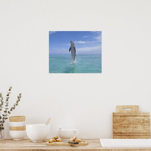 Common Bottlenose Dolphin zwemt achteruit op Poster (Keuken)