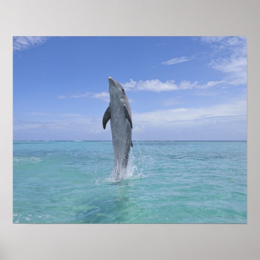 Common Bottlenose Dolphin zwemt achteruit op Poster (Voorkant)
