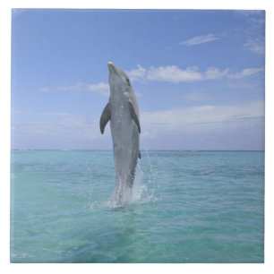 Common Bottlenose Dolphin zwemt achteruit op Tegeltje