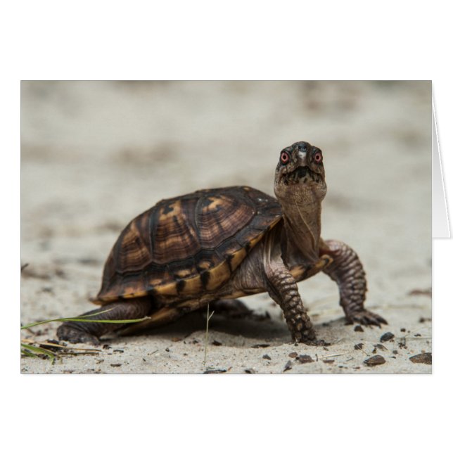 Common box schildpad (Voorkant Horizontaal)
