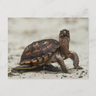 Common box schildpad briefkaart