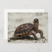 Common box schildpad briefkaart (Voorkant / Achterkant)