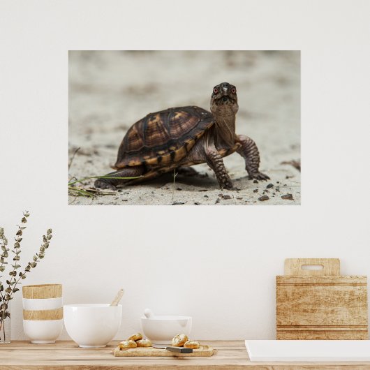 Common box schildpad poster (Keuken)