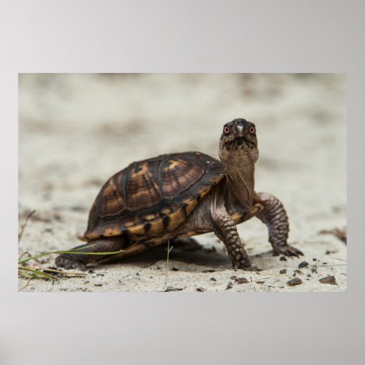 Common box schildpad poster (Voorkant)