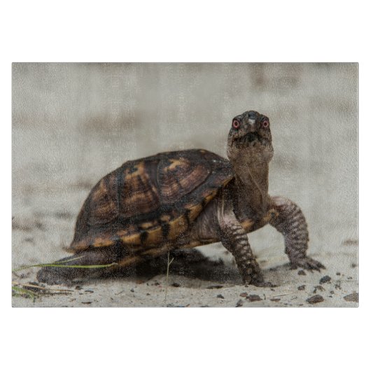 Common box schildpad snijplank (Voorkant)