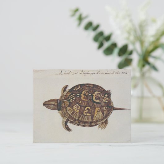 Common Box Tortoise Briefkaart (Staand voorkant)