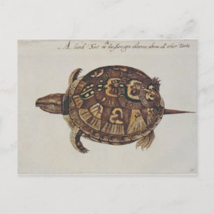 Common Box Tortoise Briefkaart