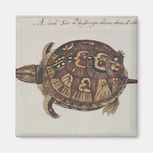 Common Box Tortoise Magneet (Voorkant)
