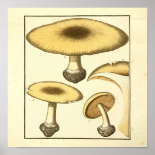  Common Brown Paddenstoelen Kunst Afdrukken Poster