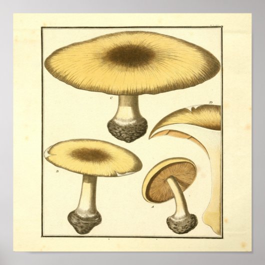  Common Brown Paddenstoelen Kunst Afdrukken Poster (Voorkant)