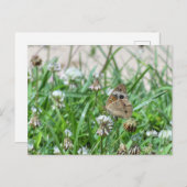 Common BuckeyButterfly Briefkaart (Voorkant / Achterkant)