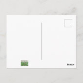 Common BuckeyButterfly Briefkaart (Achterkant)