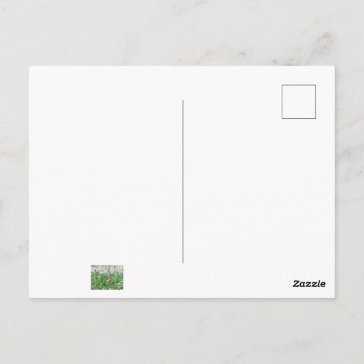 Common BuckeyButterfly Briefkaart (Achterkant)