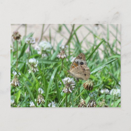 Common BuckeyButterfly Briefkaart (Voorkant)