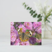 Common BuckeyButterfly Briefkaart (Staand voorkant)