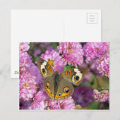 Common BuckeyButterfly Briefkaart (Voorkant / Achterkant)