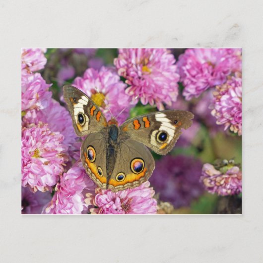 Common BuckeyButterfly Briefkaart (Voorkant)