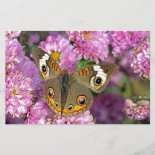 Common BuckeyButterfly Briefpapier