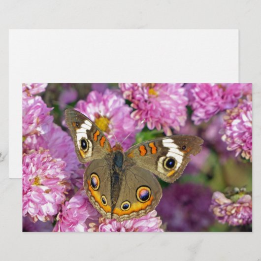 Common BuckeyButterfly Briefpapier (Voorkant / Achterkant)