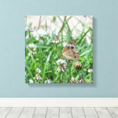 Common BuckeyButterfly Canvas Afdruk (Insitu (Houten vloer))