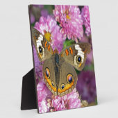 Common BuckeyButterfly Fotoplaat (Zijkant)