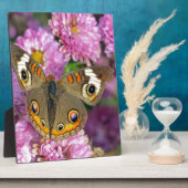 Common BuckeyButterfly Fotoplaat (Zijkant)