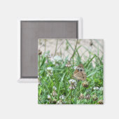 Common BuckeyButterfly Magneet (Voorkant / Achterkant)