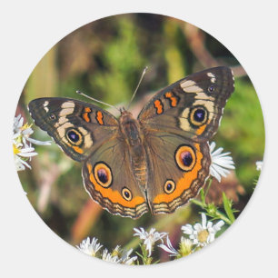 Common BuckeyButterfly Round Sticker