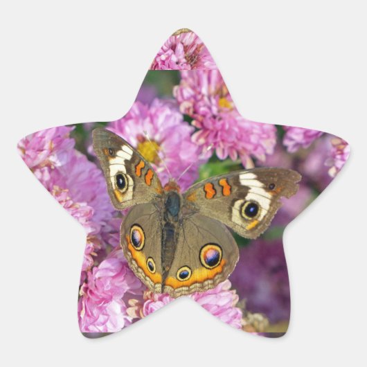 Common BuckeyButterfly Ster Sticker (Voorkant)